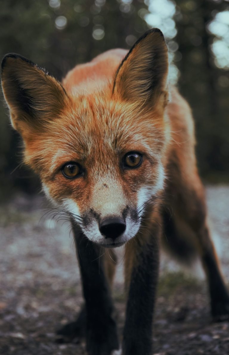 Ein roter Fuchs schaut neugierig in die Kamera, umgeben von unscharfem Hintergrund.