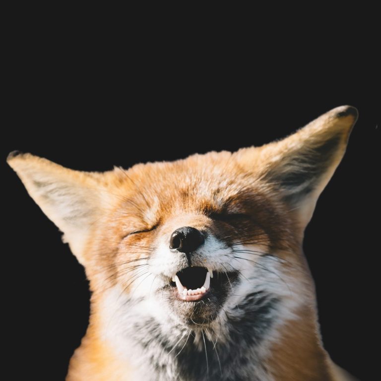 Ein lachender Fuchs mit geschlossenen Augen vor schwarzem Hintergrund.