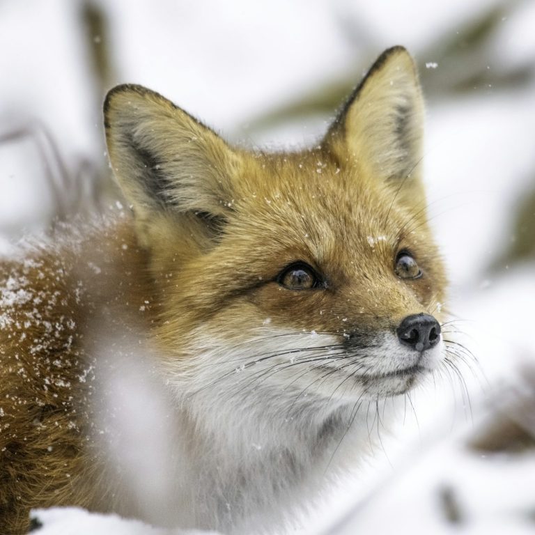 Ein roter Fuchs im Schnee, mit aufmerksamen Augen und einem neugierigen Ausdruck.