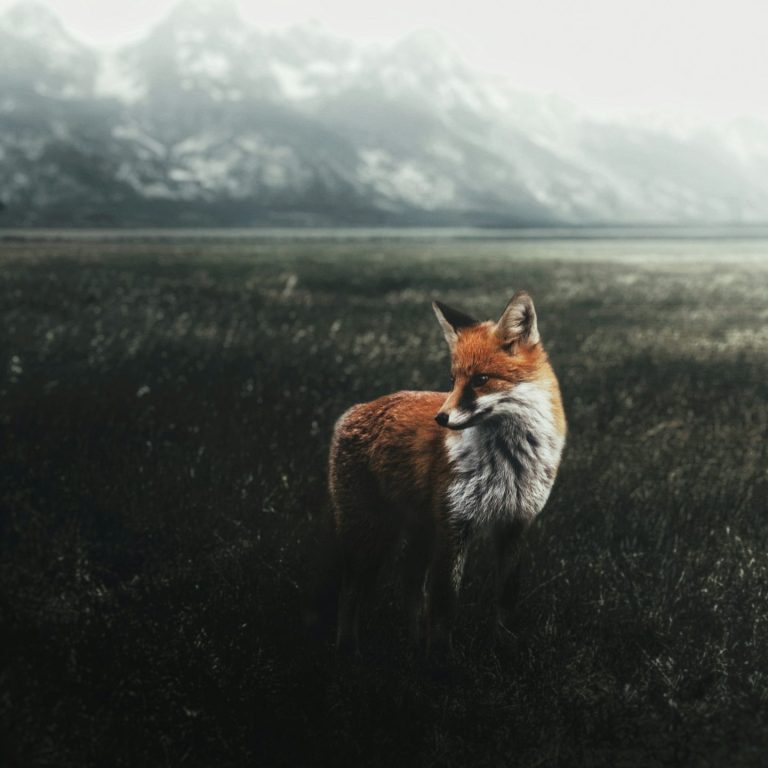 Ein Fuchs steht in einer grünen Wiese mit Bergen im Hintergrund.