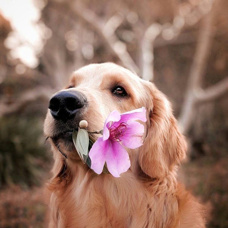 Ein Golden Retriever hält eine Blume im Maul, freundlich blickend.