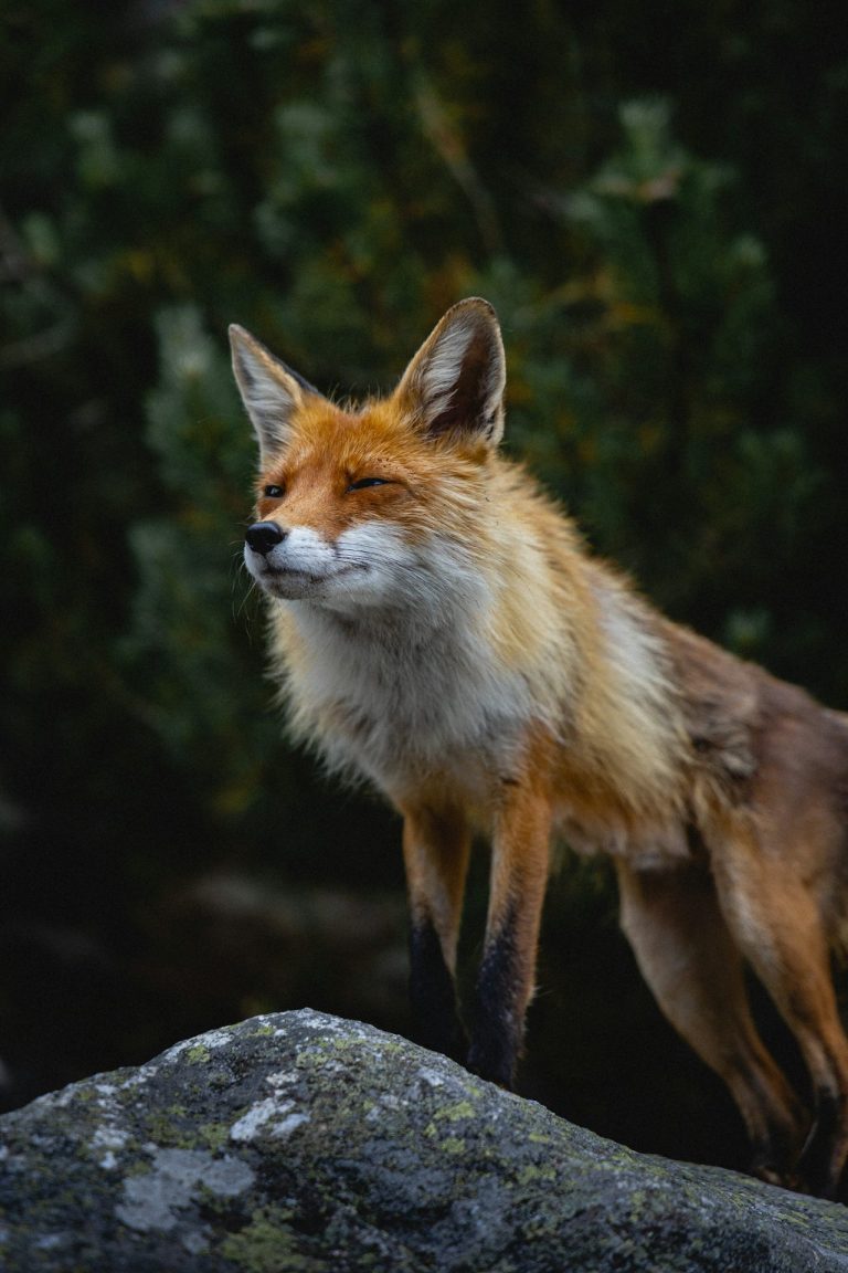 Ein Fuchs steht aufmerksam auf einem Stein, mit einem dichten, orangefarbenen Fell.