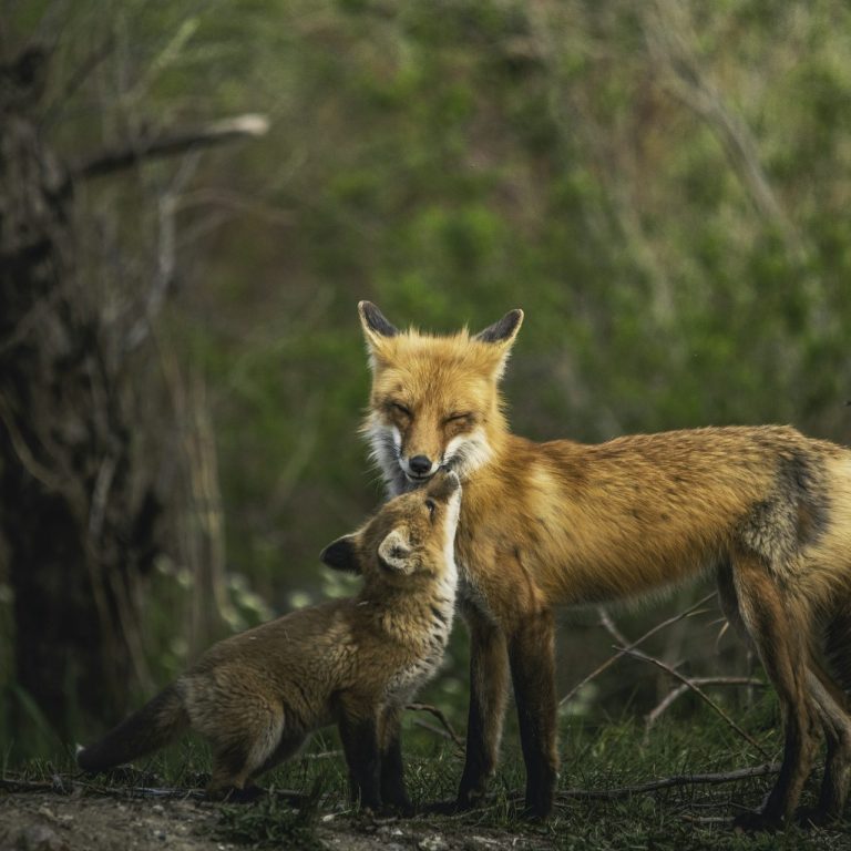 Ein Rotfuchs und ein Fuchswelpe stehen nah beieinander in der Natur.